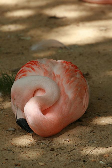 450x676, 44 Kb / фламинго