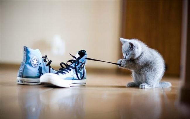 650x410, 36 Kb / тапки, котёнок, кеды, шнурки