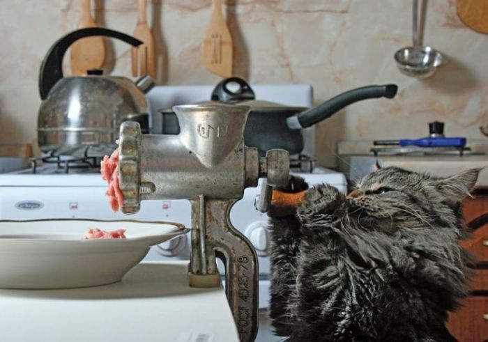 700x491, 51 Kb / кот, фарш, мясорубка