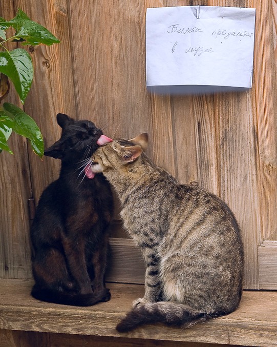 541x677, 130 Kb / коты, языки, билеты