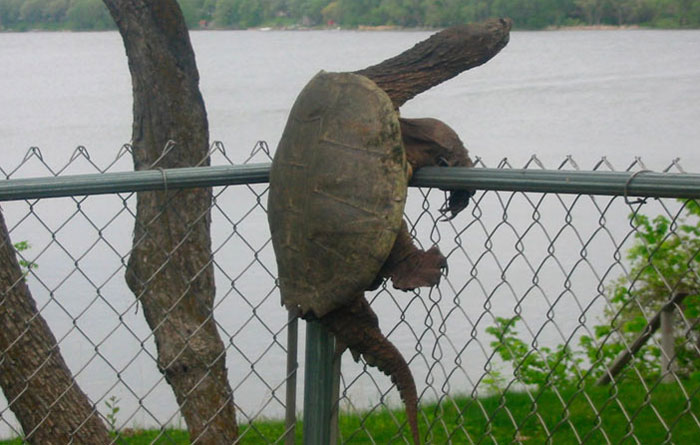 700x445, 72 Kb / черепаха, забор