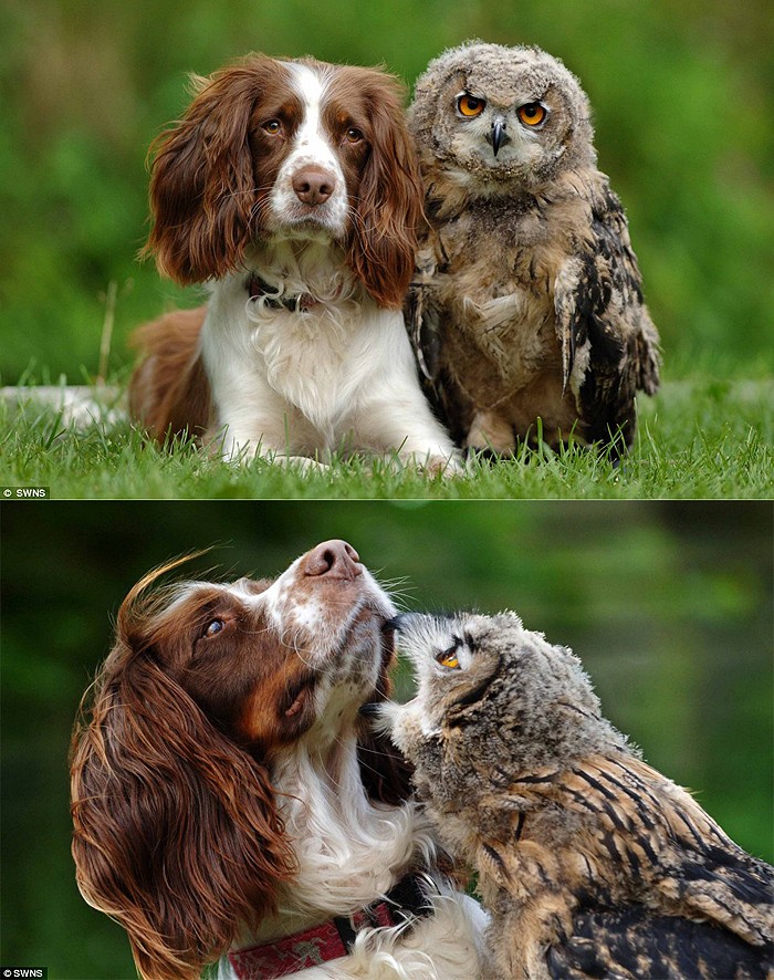 700x886, 206 Kb / собака, сова