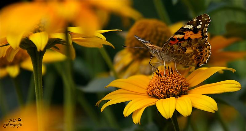 800x425, 43 Kb / бабочка, цветок