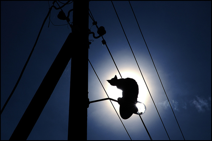 700x467, 123 Kb / кот, провода, луна