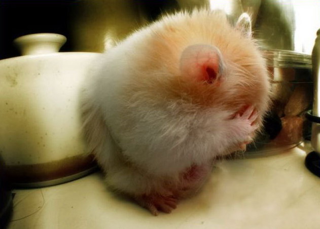 631x452, 53 Kb / хомяк