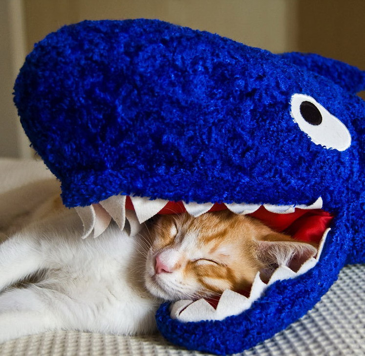 747x727, 167 Kb / кот, акула