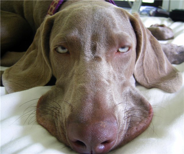 640x535, 66 Kb / собака, морда, усталость