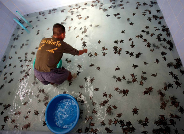 600x437, 170 Kb / черепахи, вода