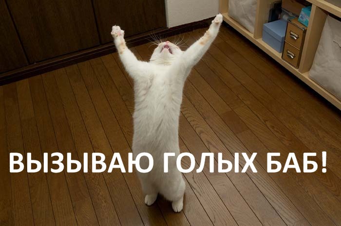 700x465, 70 Kb / кот, паркет