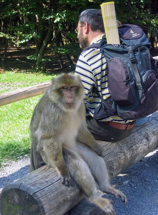 540x734, 165 Kb / обезьяна, турист