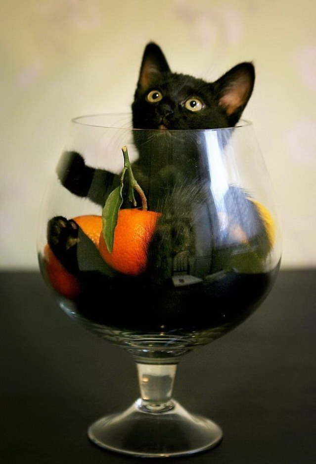 639x936, 94 Kb / кот, бокал