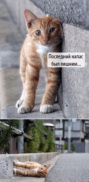 360x736, 57 Kb / кот, котенок, бордюр, горизонт, лежа, асфальт