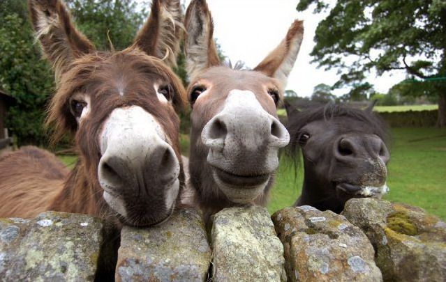 639x405, 95 Kb / ослы