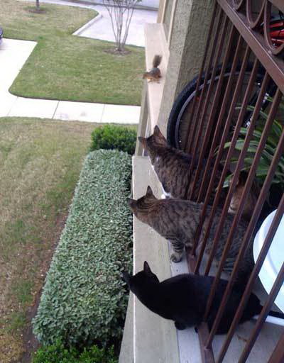 400x512, 52 Kb / кот, белка