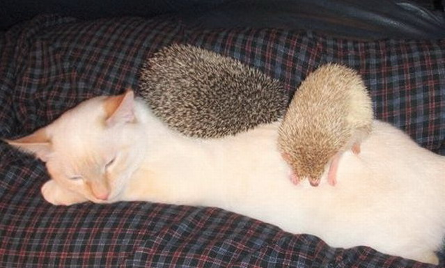 639x385, 77 Kb / кошка, ежик