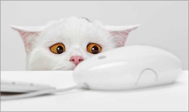 800x474, 24 Kb / кот, мышь