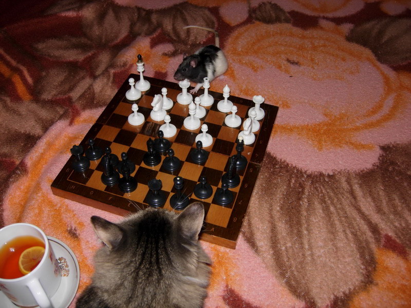 800x600, 173 Kb / кот, крыса, шахматы, чай, лимон, одеяло