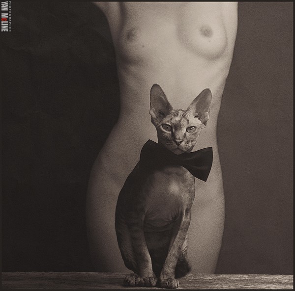 600x593, 68 Kb / галстук, бабочка