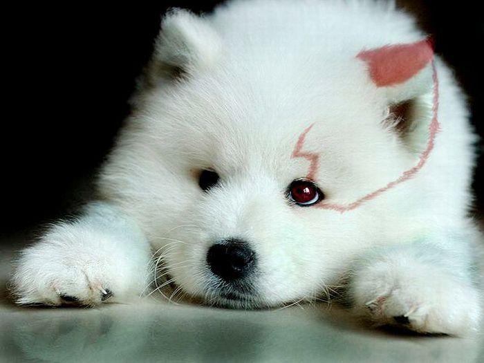 700x525, 44 Kb / Покемон, собака