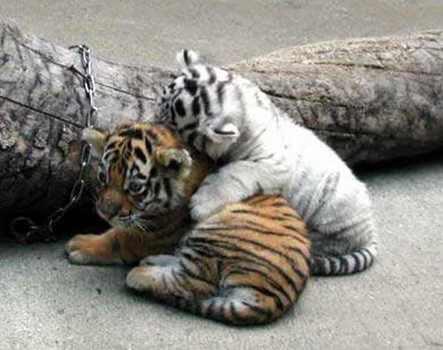 623x493, 71 Kb / тигрята, белый, альбинос