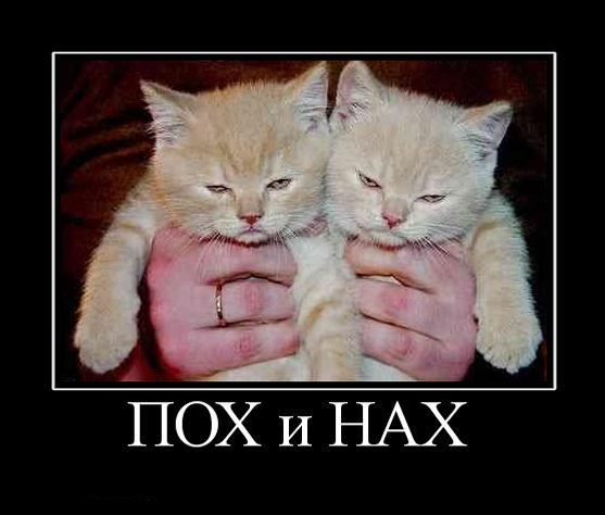 557x474, 32 Kb / котята