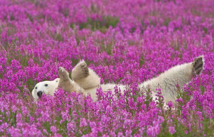 699x446, 117 Kb / медведь, луг, цветы