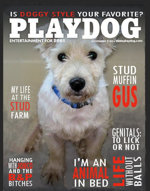 521x661, 106 Kb / журнал, собака