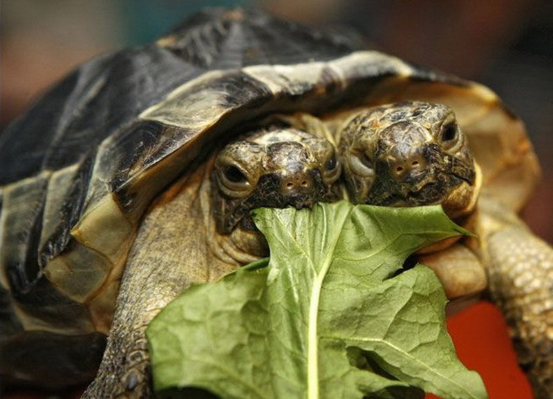 800x578, 117 Kb / черепаха, мутант,  лист