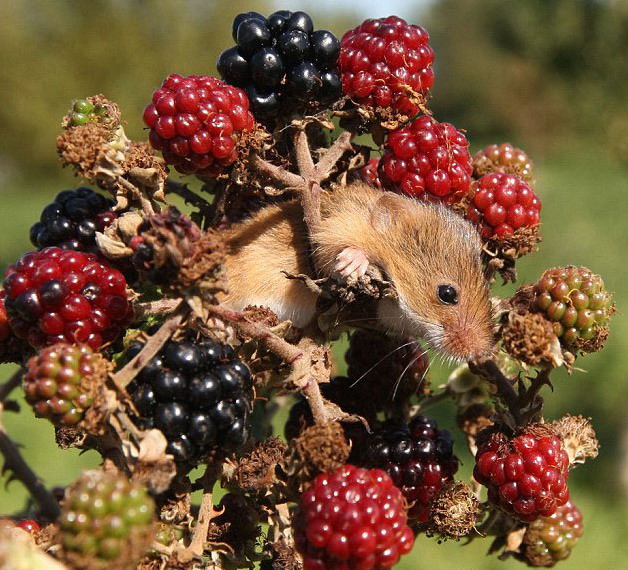 628x570, 153 Kb / мышь, ежевика