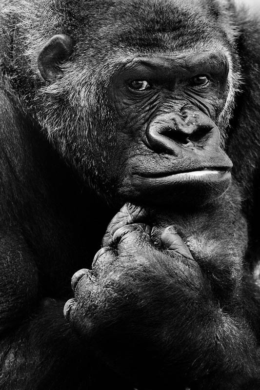 533x800, 144 Kb / обезьяна, портрет, ч/б, мыслитель