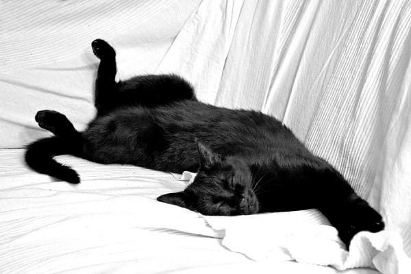 600x400, 58 Kb / кот, черный