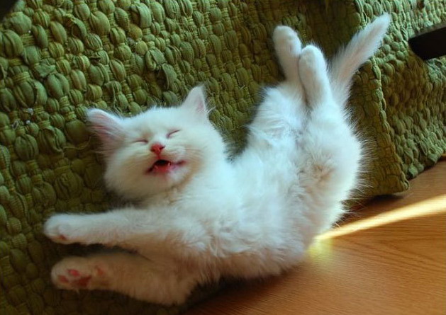 629x445, 83 Kb / котенок