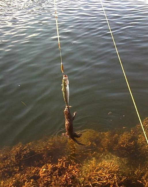 514x649, 98 Kb / бобр, удочка, рыба