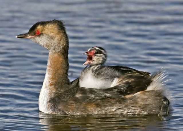 639x458, 88 Kb / утка, вода, утенок