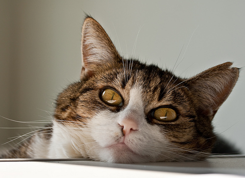 500x363, 105 Kb / кощь