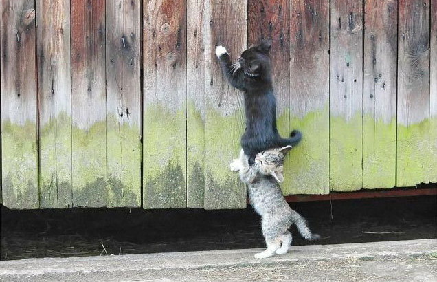 636x410, 102 Kb / котята, забор