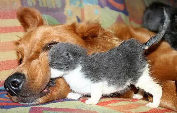 599x382, 76 Kb / собака, котенок