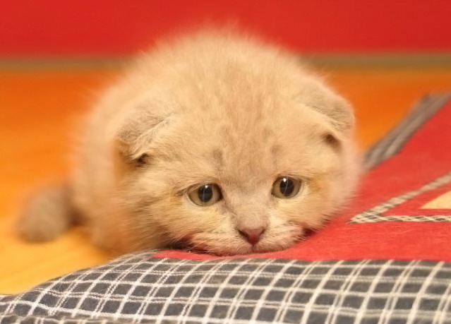 639x459, 78 Kb / котенок