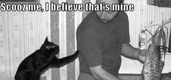 600x282, 39 Kb / кот, рыба