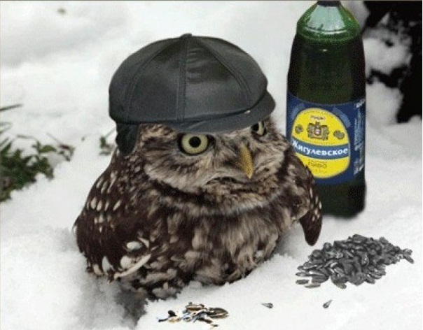 604x472, 90 Kb / пивасик, семки, пацанчег, сова