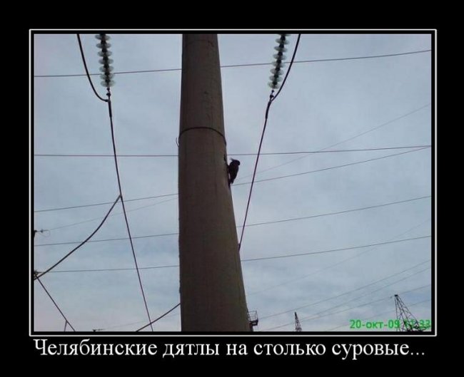 650x529, 38 Kb / котоебам, челябинск, дятел, столб, демотиватор