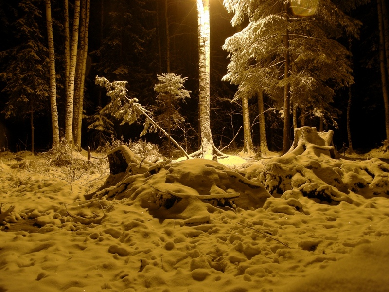 800x600, 259 Kb / Снег, лес