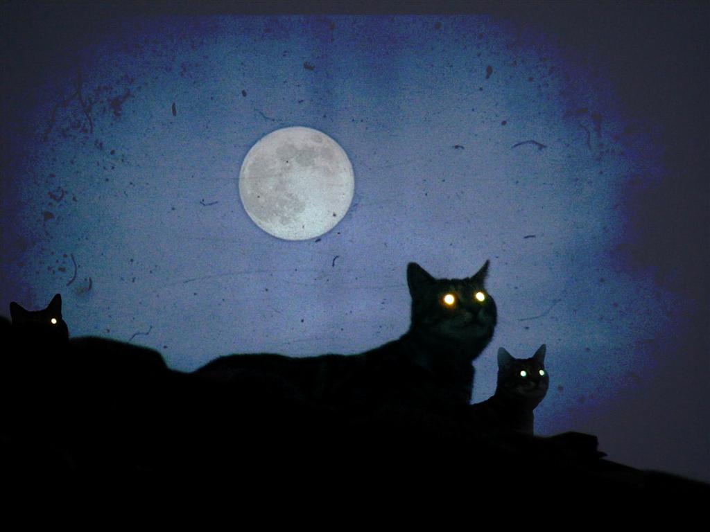 1024x768, 67 Kb / коты, луна, глаза