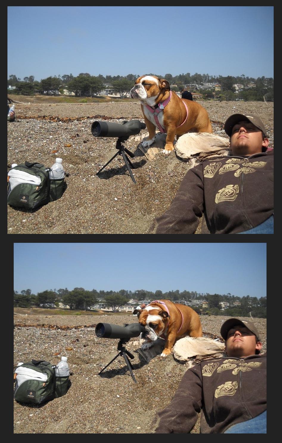 947x1485, 246 Kb / пес, охота, монокль, оптика