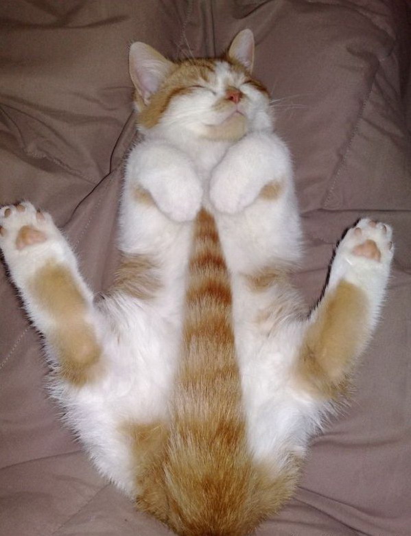 599x781, 97 Kb / кот