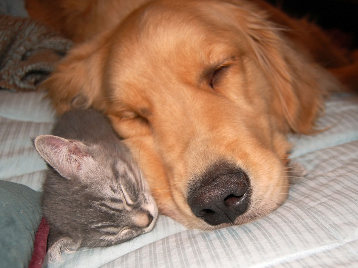 1200x899, 210 Kb / собака, котенок