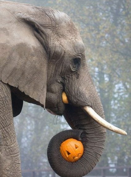 424x571, 73 Kb / слон, хеллоуин
