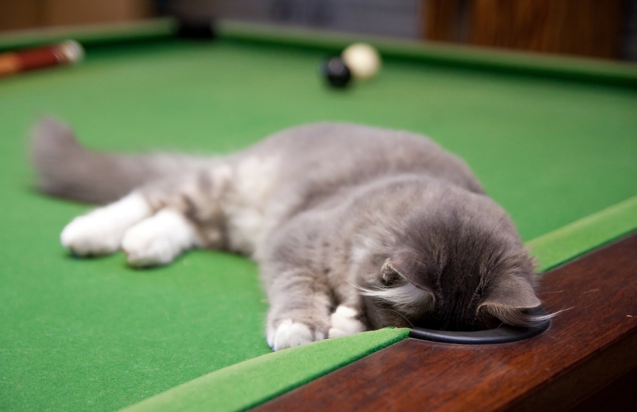 1278x827, 150 Kb / кот, бильярд, луза