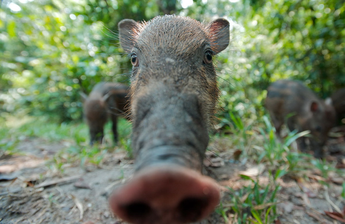 1199x779, 218 Kb / кабан, свинья