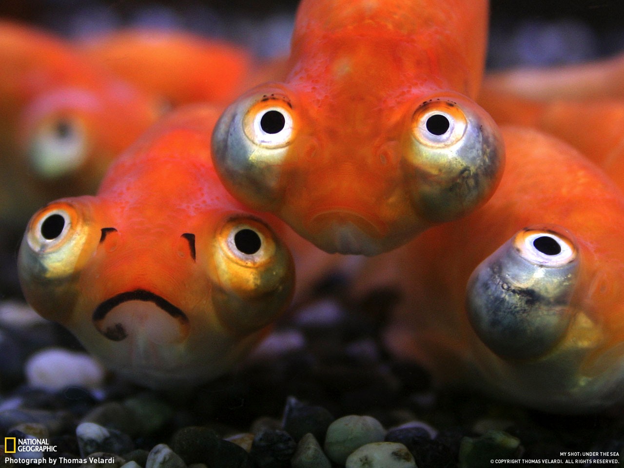 1280x960, 176 Kb / рыбки, глаза